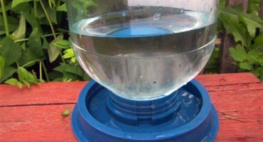 Jak vyrobit misky na pití pro křepelky vlastníma rukama?